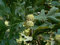 Klettenfrüchtige Eiche Quercus macrocarpa Pflanze 15-20cm Bur-Eiche Rarität