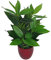 Leaf Design UK - Planta de follaje Artificial Grande Realista con Maceta, 70 cm, Hoja perenne
