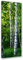Feeby Impression sur Toile Intissee Forêt De Bouleaux 40x100 cm Tableau Moderne Tableau Photo Chambre à Coucher Nature vert