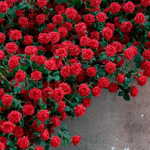 100 Samen Kletterrose Red Flame in Rot kletterrosen winterhart duftend,rosen pflanzen-stark duftend - Pflanze für Rankhilfe im 5 Liter Container von-Hochwertige Pflanzen