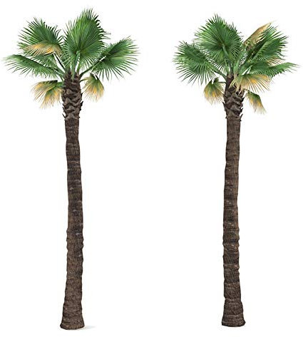 Washingtonia filifera 50 x Palmensamen Washington Palme frosthart