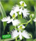 BALDUR Garten Japanische Weiße Vogelblume Habenaria Radiata, 2 Stück Orchidee