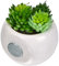 Atmosphera 83204 Mini Plantes décoratives avec Aimant - modèle et couleur aléatoires 6 cm 20
