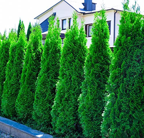1 x Thuja occidentalis 'Smaragd' (Gehölz/Winterhart/Mehrjährig/Heckenpflanze/Immergrün) Lebensbaum - Der brillante Sichtschutz für jeden Garten - von Stauden Gänge