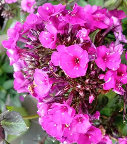 Staude Große Flammenblume Pink Flame Phlox paniculata im 1 L Topf