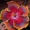 20 Stück Rot Orange Lila Hibiskus Samen Blume Mehrjähriger Geruch Aromatische Terrasse Im Freien Innenhof Anziehen Schmetterlinge Und Bienen Schöne Gartenlandschaft
