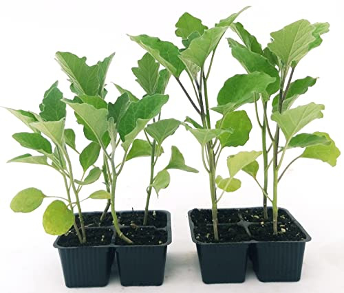 POWERS TO FLOWERS - MELANZANA LUNGA NERA, 8 PIANTE BIO, Piante vere