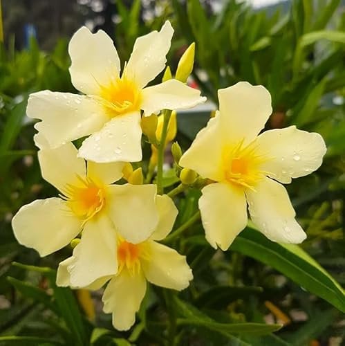 Oleandro Giallo Nerium Oleander pianta in vaso ø9 cm - Vivaio di Castelletto