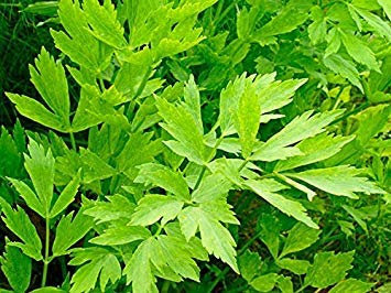 seedsown 50 graines - livèche
