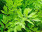 seedsown 50 graines - livèche