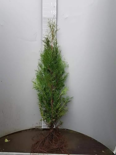 20 Thuja Brabant 80-100cm frisch vom Feld Gartenhecke Heckenpflanzen Immergrüner Lebensbaum Wurzelware Gartenpflanze