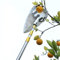 DXDRT Cueilleur de Fruits, Récupérateur de Fruits Réglable en Hauteur de 5 m / 16,4 Pieds, Outils de Cueillette de Jardinage pour Pomme Poire Agrume Pêche Mangue Kiwi Citron