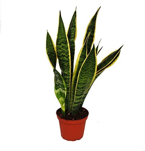 Exotenherz - Sansevieria trifasciata - Bogenhanf 12cm Topf