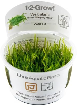 Tropica Vesicularia ferriei 'Weeping' 1-2-GROW!