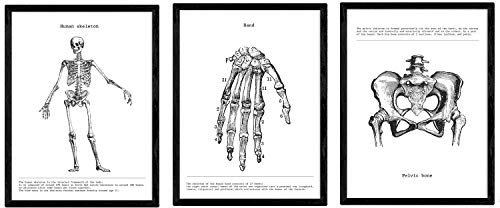 Nacnic Anatomie Poster 3er-Set. Vintage Stil Wanddekoration Abbildung von Skelett Hand Becken und andere Körperteile. Verschiedene menschliche Körper und Anatomie Bilder ohne Rahmen. Größe A3.