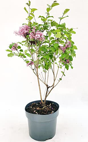 POWERS TO FLOWERS - SYRINGA VULGARIS, LILLA' PIANTA DI LILLA', COLORE ROSA, VASO 20cm, altezza 60cm, pianta vera