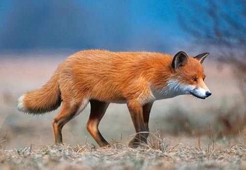 PIA 3 D Ansichtskarte Fuchs, laufend, Postkarte Wackelkarte Hologrammkarte Tiere Füchse