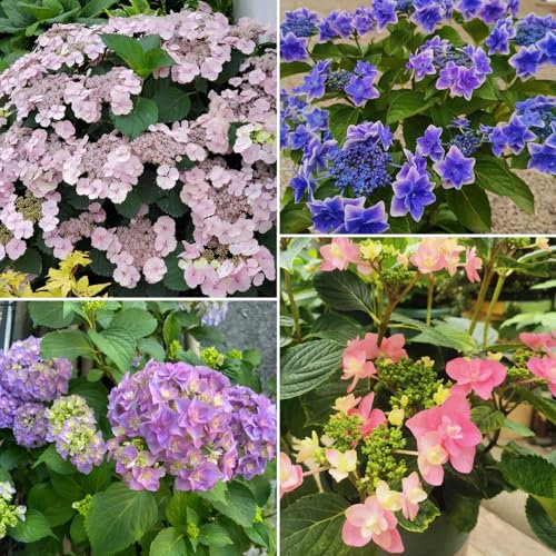 250 pcs hortensien samen hortensien winterhart (hortensien) stauden winterhart mehrjährig gartenpflanzen bodendecker winterhart mehrjährig frühlingsblumen Saatgut blumensamen mehrjährig