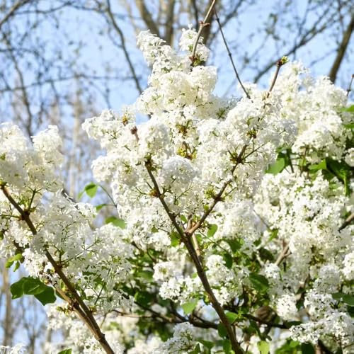 60 pz semi di fiori lilla - semi di erbe fiori resistenti piante resistenti per il giardino, albero lilla piante esotiche resistenti, semi di chiodi di garofano, vaso per piante vasi