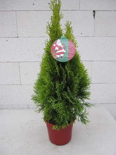 Kleiner Weihnachtsbaum - Thuja occidentalis Golden Smaragd ® - Lebensbaum - 40-60cm Verpackungseinheit 3