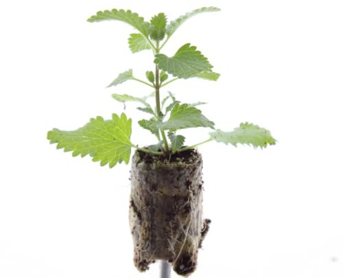 Nepeta faassenii – 6x Jungpflanzen, aromatischer Bodendecker, bienenfreundlich & pflegeleicht, ideal für Sonne & Halbschatten | ComfortXL Green