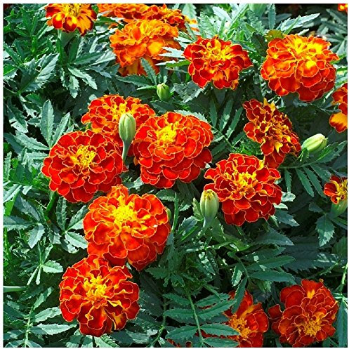 Lot 50 graines de Tagète Oeillet d´Inde naine double Bolero - plante annuelle