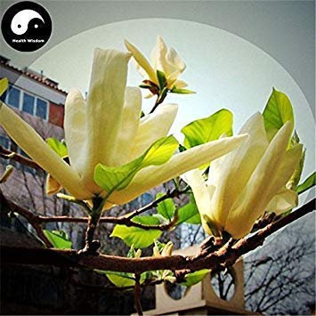 Kaufen Sie echte Michelia Champaca Tree Seeds 60pcs Pflanze gelbe Magnolie Grandiflora wachsen süße Huang Yu Lan