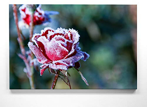 Wunderschöne Raureif, Winter-Bilder - Rose mit Raureif - als 80x80cm große Leinwand. Wandbild als Hintergrund und Deko für Wohnzimmer & Schlafzimmer. Aufgespannt auf Holzrahmen