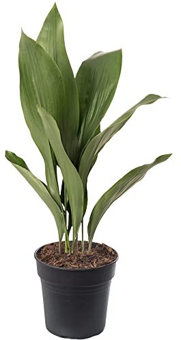 Plante d'intérieur Aspidistra Elatior, aussi appelée Plante en fonte. Haute, exotique et toujours verte.
