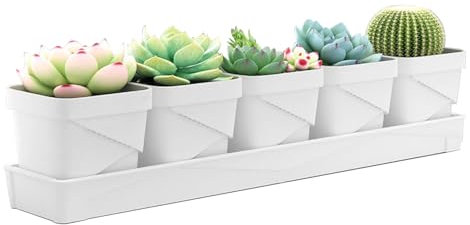 JUMBENA Lot de 5 pots d'herbes pour plantes d'intérieur avec plateau - Pour votre jardin d'herbes aromatiques et rebord de fenêtre - Décoration intérieure - Basilic, menthe, persil (blanc)