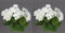 Seidenblumen Roß 2 Stück Geranie 26cm ZF Kunstpflanzen Kunstblumen künstliche Blumen Pflanzen Pelargonium (Weiß)