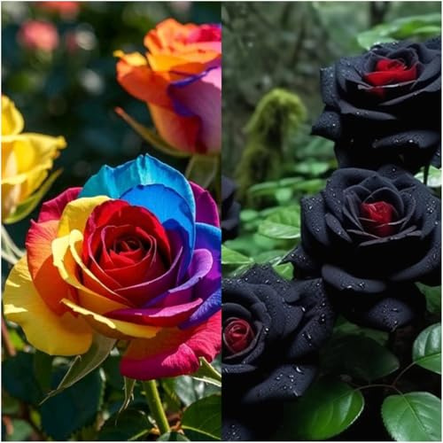 Schönheits-und Umweltrosen–duftende rosen winterhart mehrjährig,Garten–Ein Must-pflegeleicht,für Gartenarbeit und Bepflanzung–Rose–Dekoration für Zuhause und Garten-1stück-D