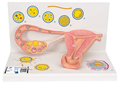3B Scientific® Eierstockmodell – 2-fach vergrößerter menschlicher Eierstock mit Stadien der Befruchtung & Zellentwicklung, Langlebiges PVC + Smart Anatomy App (5 Jahre Garantie)