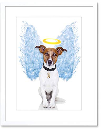 Wee Blue Coo Photo Angel Wings Jack Russell Dog Halo Art Print Framed Poster Wall Decor 9x7 inch