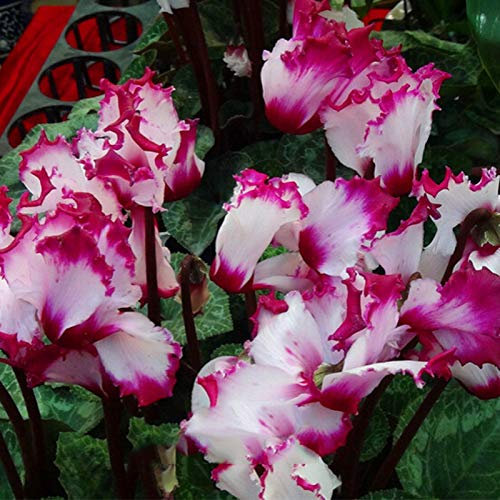 Cyclamen Samen Alpenveilchen Blumensamen Geschenk Flower Blumensamen Bienenwiese Wildblumensamen MehrjäHrig Winterhart Flowers Balkon Deko Balkonpflanzen Garten 30Stück