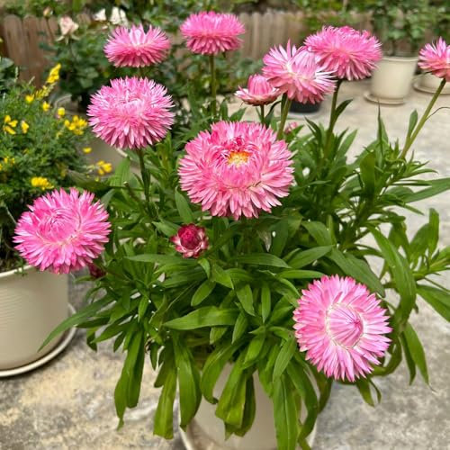 50 Pc Semillas De Flores De Paja Perenne - Flores Decorativas, Semillas De Bonsái, Semillas De Jardín De Rocas Semillas Decorativas De Plantas De Flores De Paja, Balcón De Flores,