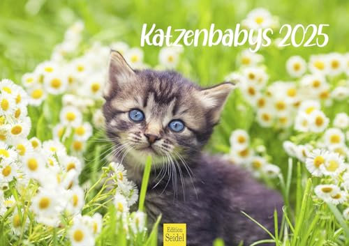 Edition Seidel Premium Kalender Katzenbabys 2025 DIN A3 Wandkalender Katzenkalender Katze Kater Katzenkinder süße Kätzchen Tiere Haustiere