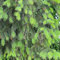 100 pcs Fichte Baum Samen - Picea asperata, winterharte pflanzen für garten pflanzen samen bienenweide saatgut bäume kaufen nachhaltigkeit geschenke pflanzen geschenk balkonpflanzen