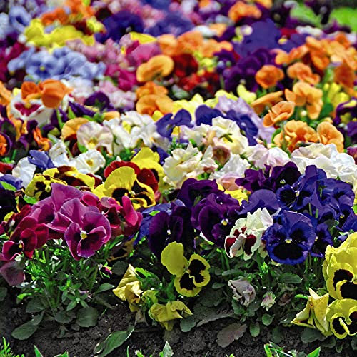 Pansy Matrix Mixed Garden Plant Hardy Perennial Flowering Garden Plants Easy to Grow Your Own 24x Plug Plants by Thompson and Morgan