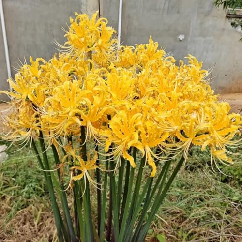 Bulbi di Lycoris perenni, Tuberi di Lycoris, Piante di giglio ragno, Forme di fiori uniche, Piantagione di giardini-8 bulbi-G