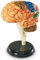 Learning Resources Anatomiemodell des menschlichen Gehirns