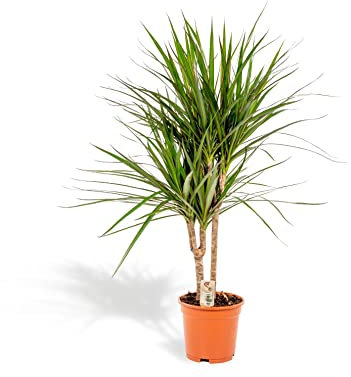Dracaena Marginata - h90cm, Ø17cm - grande plante d'intérieur