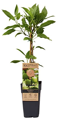 Weibliche Minikiwi 'Geneva', 2er-Set, Topf 15 cm Ø