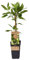 Weibliche Minikiwi 'Geneva', 2er-Set, Topf 15 cm Ø