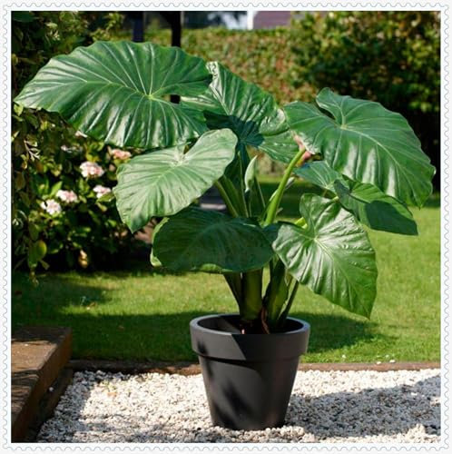 Oreja de elefante bulbos,colocasia Plantas,Elefante Orejas Bulbos,Bulbos de alocasia,colocasia esculenta,Elefante planta,natural colocasia,planta de jardín,plantas raras.-3bulbos-greenH