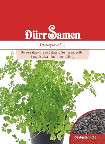 Pimpinelle Samen Pimpinellesamen ca 200 Korn Küchenkräuter Kräutersamen Saatgut Balkon Garten Hochbeet Kübel Dürr Samen