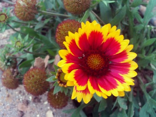 Seedville 100 Arizona Sol Gaillardia (Flor de Manta/Manta India) Gaillardia pulchella Semillas de Flores