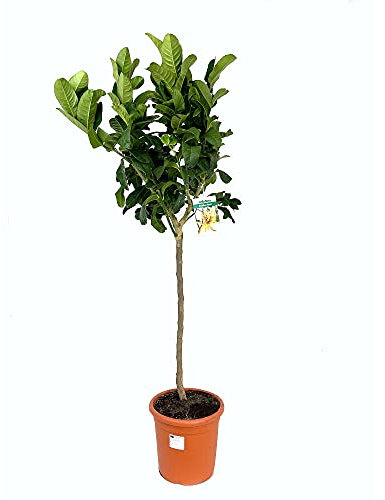 LIMONERO MANO DE BUDA COPA M26 140CM CITRICO NATURAL