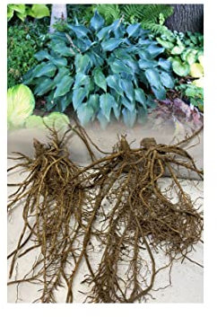 6 Hosta Blue Angel Plantain Lily Garden Hardy Bare Root Perennial Plant Grade 1 : - by GARTHWAITE NURSERIES® : - UK Stockist