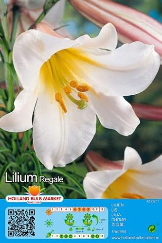 Lilienzwiebeln : LILIEN : Lilium - Trompetenlilie Regale 1 Blumenzwiebeln